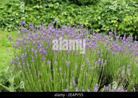 Lavendel, Lavendula, angustifolia, officinalis Stockfoto