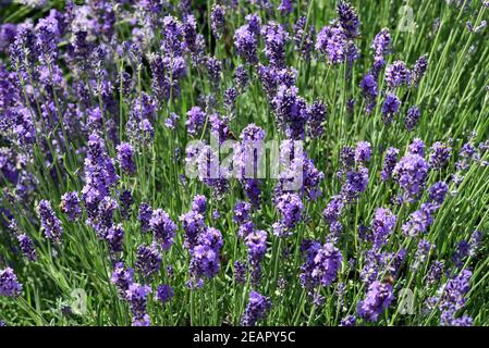 Lavendel, Lavendula, angustifolia, officinalis Stockfoto