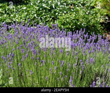 Lavendel, Lavendula, angustifolia, officinalis Stockfoto