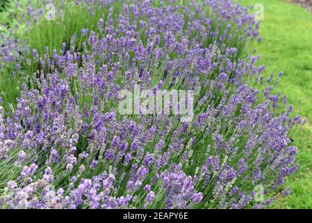 Lavendel, Lavendula, angustifolia, officinalis Stockfoto