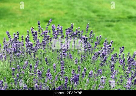 Lavendel, Lavendula, angustifolia, officinalis Stockfoto