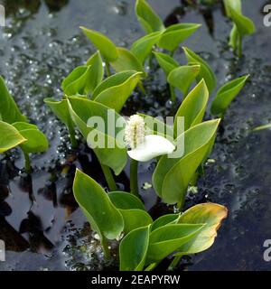 Sumpf-Calla Calla Calla palustris Stockfoto