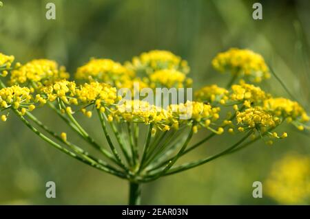 Fenchel; Foeniculum Vulgare; Stockfoto