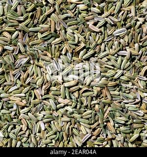 Fenchel, Foeniculum Vulgare, Stockfoto