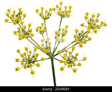 Fenchel; Foeniculum Vulgare; Stockfoto