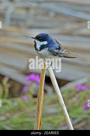 Weißkehlschwalbe (Hirundo albigularis) Erwachsener auf gebrochenem Schilf in Johannesburg, Südafrika November Stockfoto