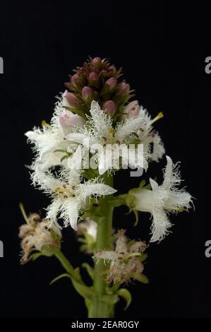 Fieberklee, Menyanthes trifoliata Stockfoto