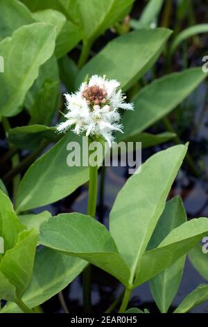 Fieberklee Menyanthes trifoliata Bitterklee Stockfoto