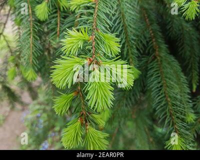 Fichte Fichtenzweig Fichtenast Picea abies Stockfoto