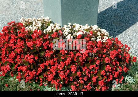 Flaechenbepflanzung, Begonien Stockfoto