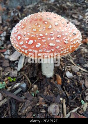 Fliegenpilz, Amanita, Muscaria, var, Muscaria Stockfoto