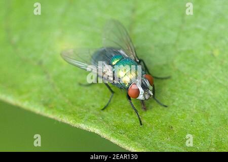 Seidengoldfliege, Lucilia, sericata Stockfoto