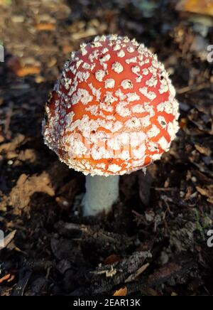 Fliegenpilz, Amanita, Muscaria, var, Muscaria Stockfoto