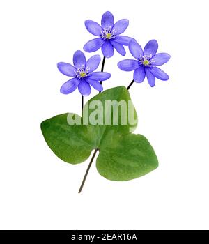 Leberbluemchen, Hepatica nobilis Stockfoto