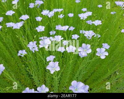 Lein, Linum, Perenne Stockfoto