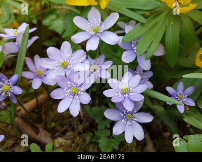 Leberbluemchen Hepatica nobilis Stockfoto