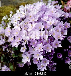 Leberbluemchen, Hepatica nobilis Stockfoto