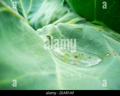 Crambe maritima mit Wassertropfen Strandkohl Stockfoto