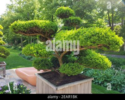 Formschnitt, Eibe, Taxus Baccata Stockfoto