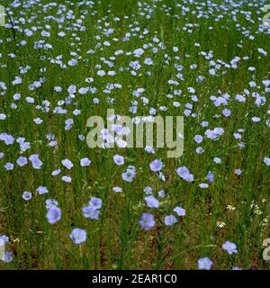 Lein Gemeiner Lein Linum usitatissimum Stockfoto