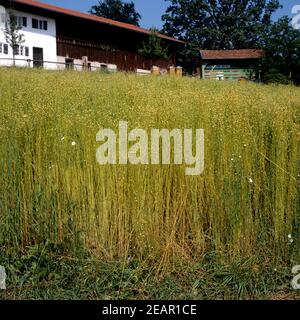 Lein Gemeiner Lein Linum usitatissimum Stockfoto