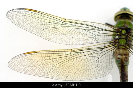 Libellenfluegel, Mosaikjungfer Stockfoto