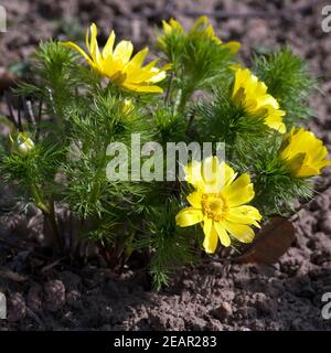 Fruehlings Adonisroeschen Adonis Vernalis Stockfoto