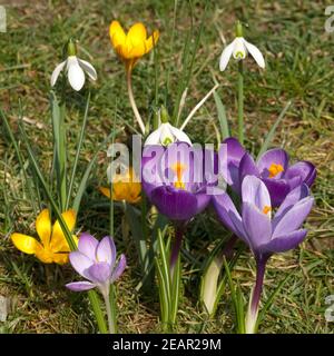 Gartenkrokus Krokus Crocus Vernus Stockfoto