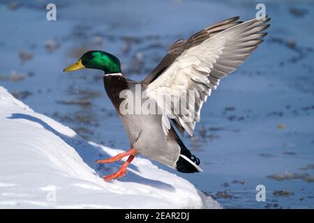 Mallard Enten am See im Winter Stockfoto