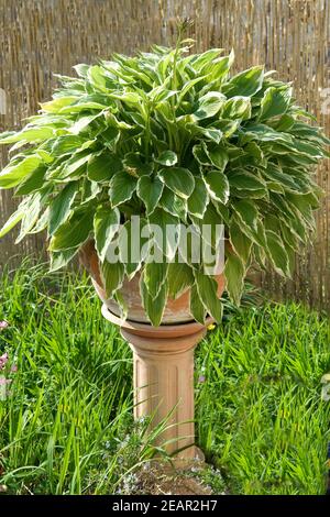 Funkie Hosta Blumenkuebel Stockfoto