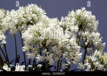 Schmucklilie, Agapanthus weiss Stockfoto