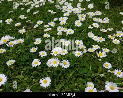 Gaensebluemchen Bellis perennis Stockfoto