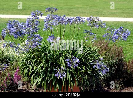 Schmucklilie, Agapanthus africanus Stockfoto