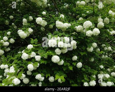 Großblumiger, Schneeball Viburnum, Carcephalum Stockfoto