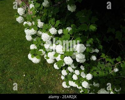 Großblumiger, Schneeball Viburnum, Carcephalum Stockfoto