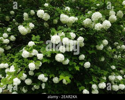 Großblumiger, Schneeball Viburnum, Carcephalum Stockfoto