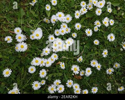 Gaensebluemchen Bellis perennis Stockfoto