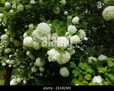 Großblumiger, Schneeball Viburnum, Carcephalum Stockfoto