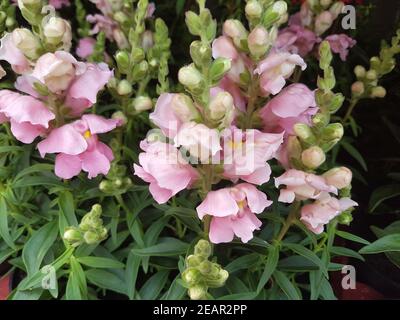 Loewenmaul, Antirrhinum, Majus, Sommerblume Stockfoto