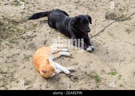 Eine rote Katze und ein schwarzer Hund liegen seitlich Nebeneinander Stockfoto