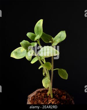 Loewenmaul, Antirrhinum, Majus, Keimling, Sproessling Stockfoto