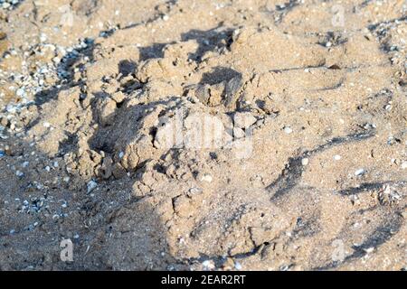 Meer Küsten Sand am Strand. Muscheln im Sand Stockfoto