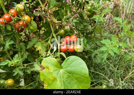 Tomaten auf der Rebe in verschiedenen Reifzuständen mit Farben reichen von grün bis leuchtend rot.Tomaten wachsen in der Landwirtschaft Garten. Garten. Garten Stockfoto