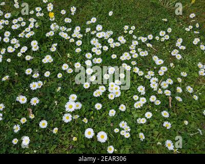 Gaensebluemchen Bellis perennis Stockfoto