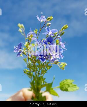 Gamander-Ehrenpreis, Veronica, Gamander Stockfoto