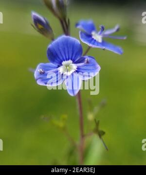 Gamander Ehrenpreis, Gamander-Ehrenpreis, Veronica, gamander Stockfoto