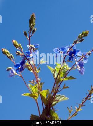 Gamander Ehrenpreis, Gamander-Ehrenpreis, Veronica, gamander Stockfoto