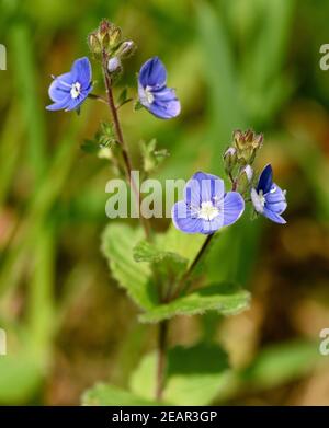 Gamander Ehrenpreis, Veronica, Gamander Stockfoto