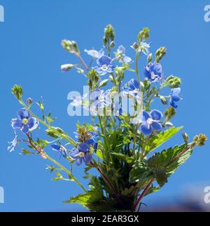 Gamander Ehrenpreis, Gamander-Ehrenpreis, Veronica, gamander Stockfoto