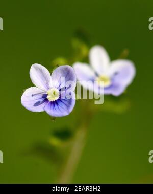 Gamander Ehrenpreis, Veronica, Gamander Stockfoto